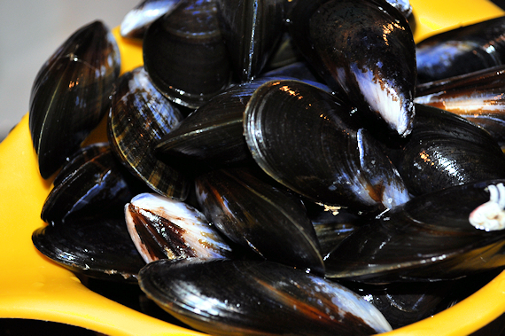Mussels 1
