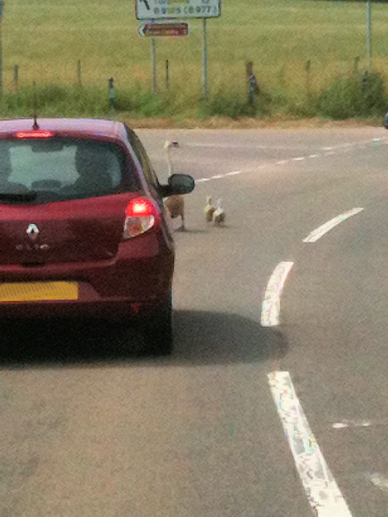 Swans On The Road