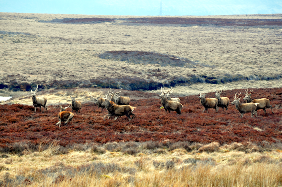 Ullapool Road Deer 3