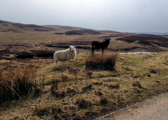 Ullapool Sheep